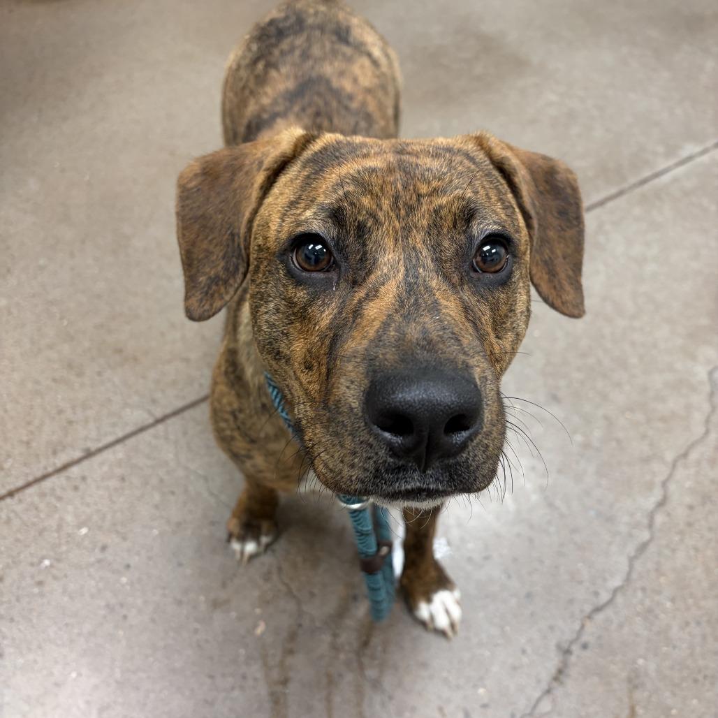 Enlarge Milli Vanilli, a Adoptable Mixed Breed in Chattanooga, TN image 5/5