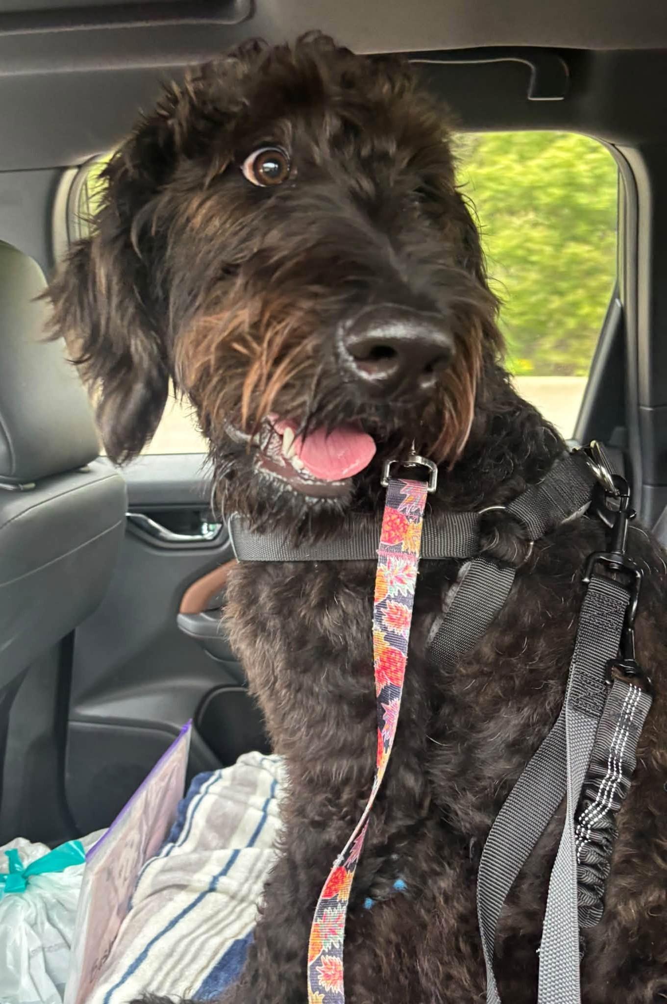 Winston, Adoptable, Young Male Labradoodle.