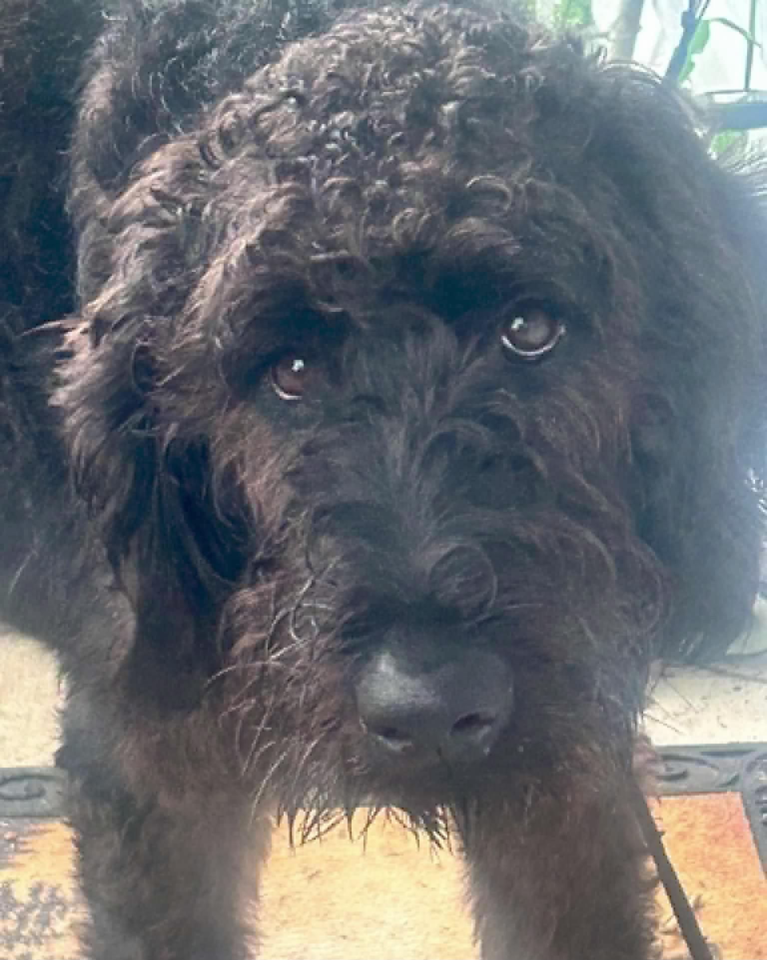 Enlarge Winston, a Adoptable Labradoodle in Falls Church, VA image 4/4
