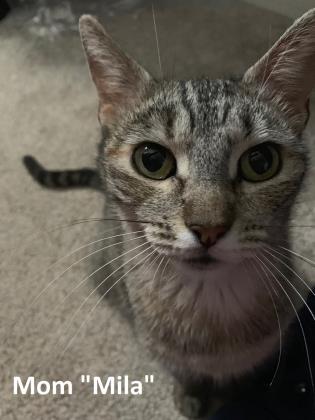 Reznor, Adoptable, Young Female Domestic Short Hair & Domestic Short Hair.