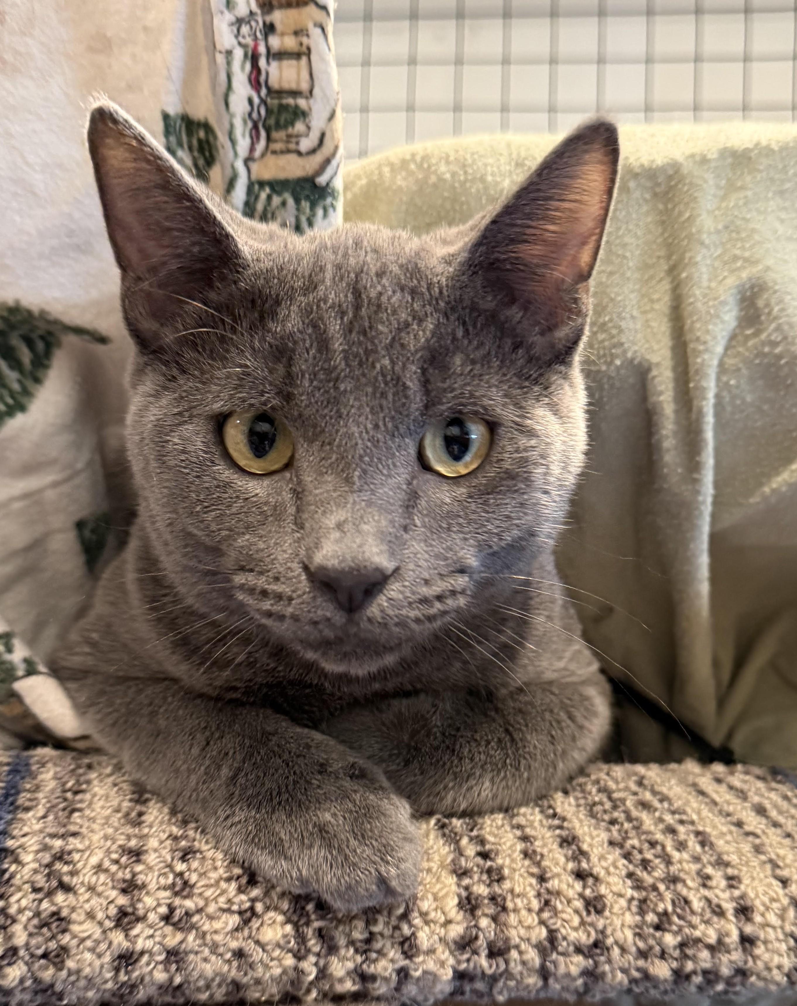 Enlarge Slater, a Adopted Domestic Short Hair in Butte, MT image 1/1