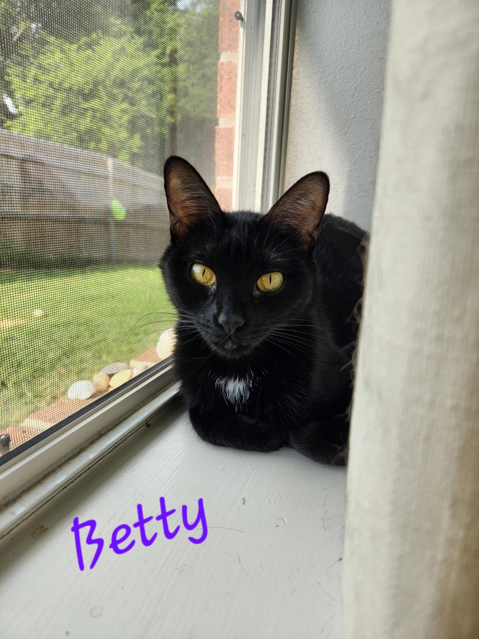 Betty, Adoptable, Adult Female Domestic Short Hair.