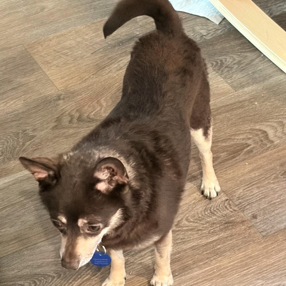 Enlarge Brewster, a ADOPTABLE mixed breed in Orange Park, FL image 5/5