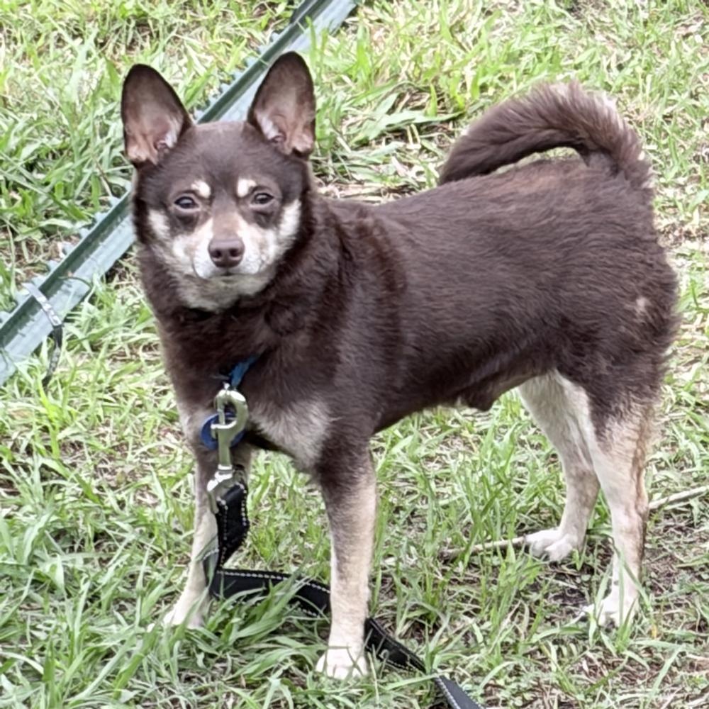 Enlarge Brewster, a ADOPTABLE mixed breed in Orange Park, FL image 1/5