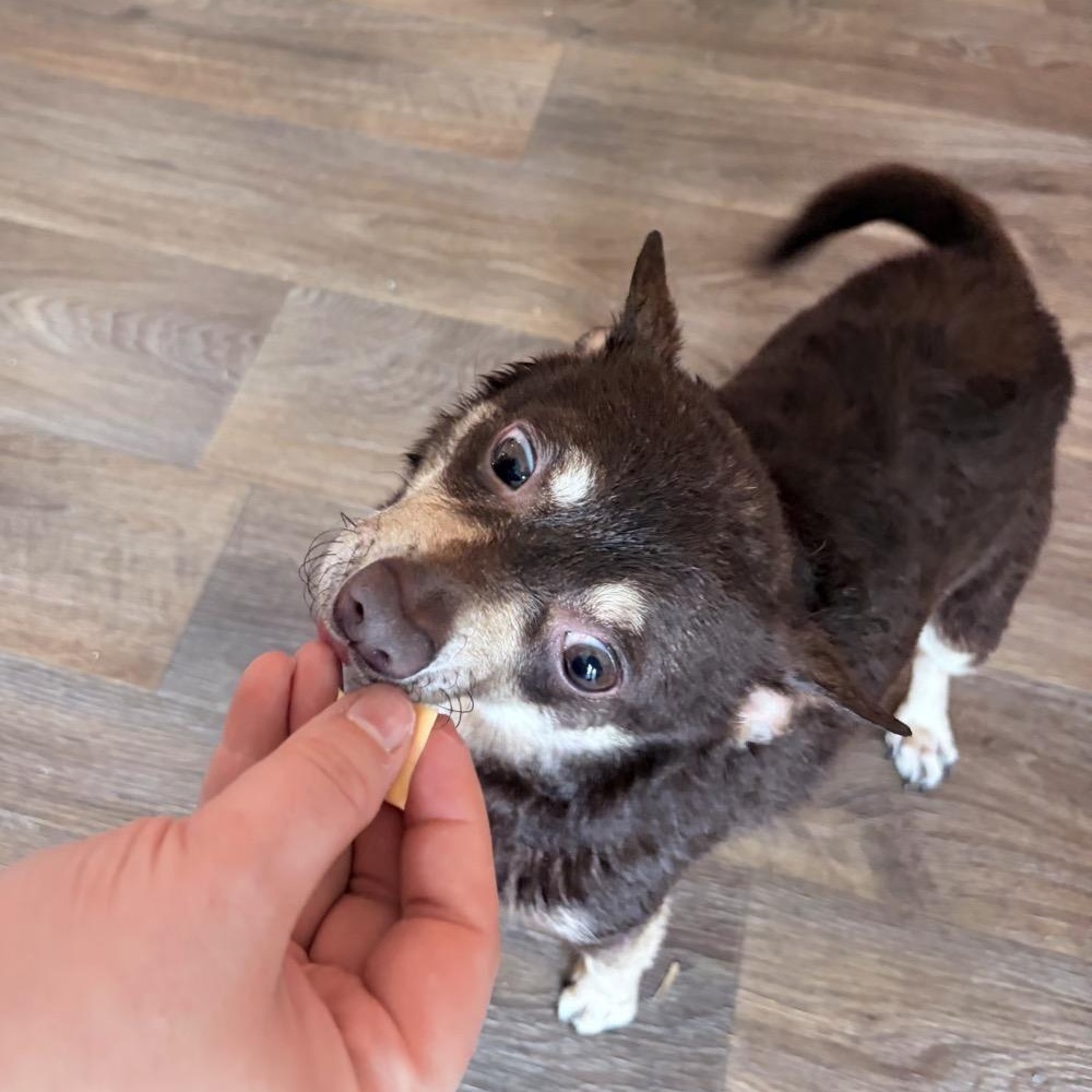 Enlarge Brewster, a ADOPTABLE mixed breed in Orange Park, FL image 3/5