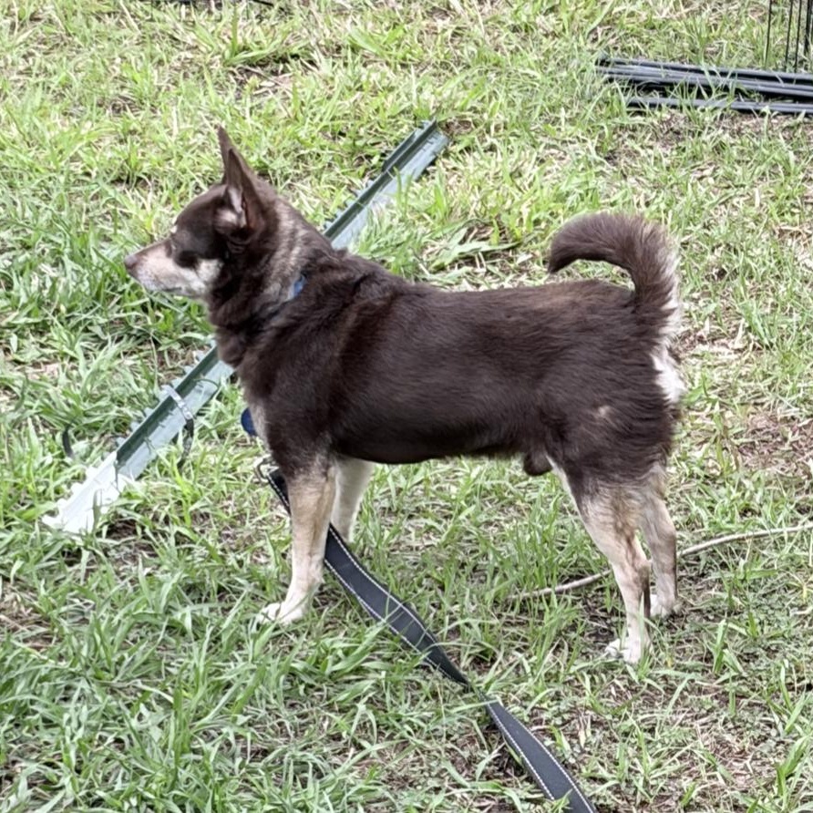 Enlarge Brewster, a ADOPTABLE mixed breed in Orange Park, FL image 4/5