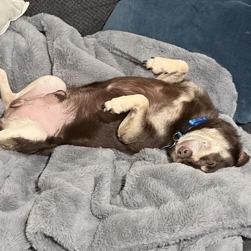 Enlarge Brewster, a ADOPTABLE mixed breed in Orange Park, FL image 2/5