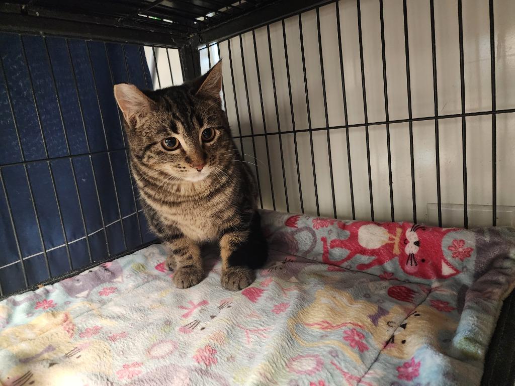 Honey, Adoptable, Young Female Domestic Short Hair.