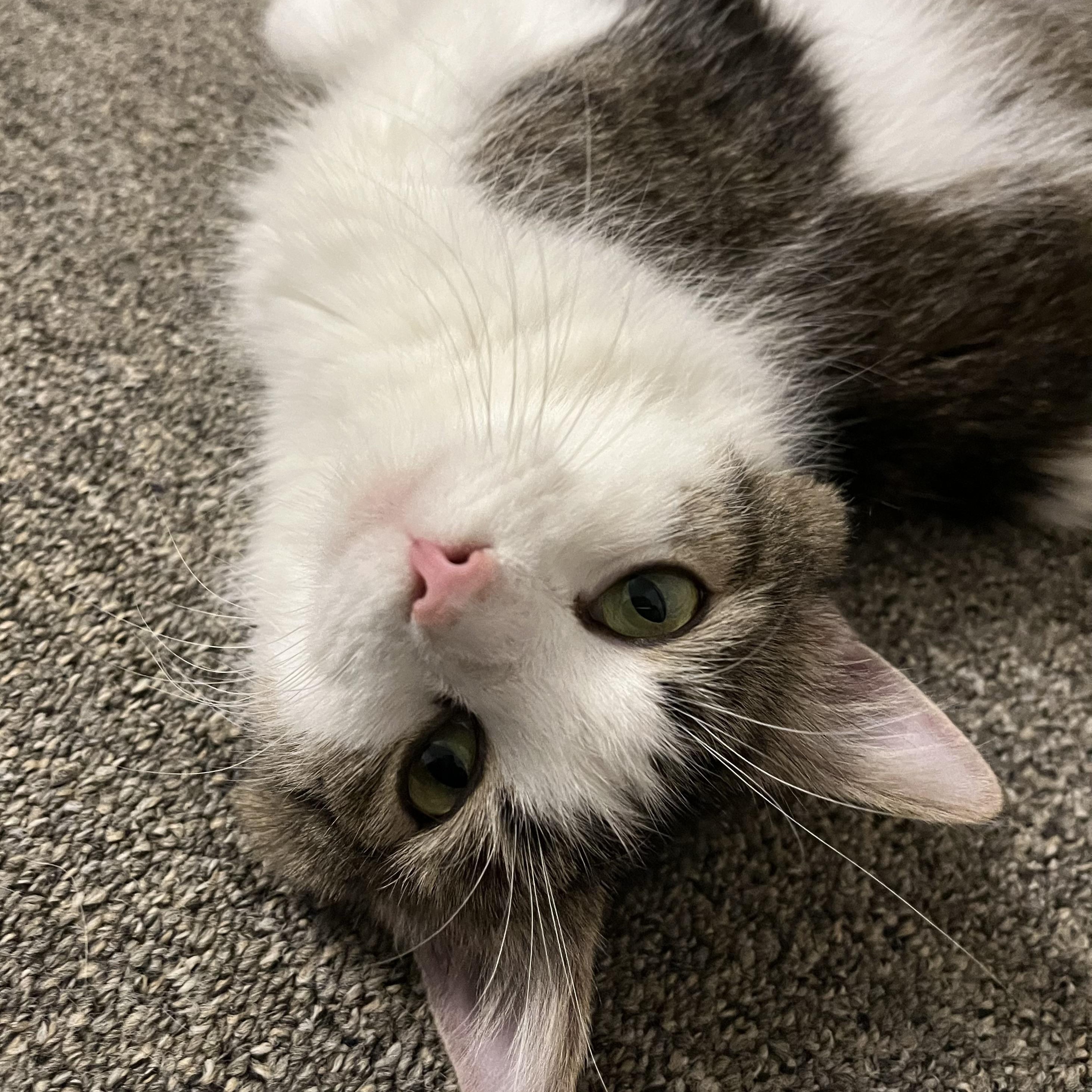 Enlarge Noelle, a ADOPTABLE mixed breed in Massillon, OH image 5/5