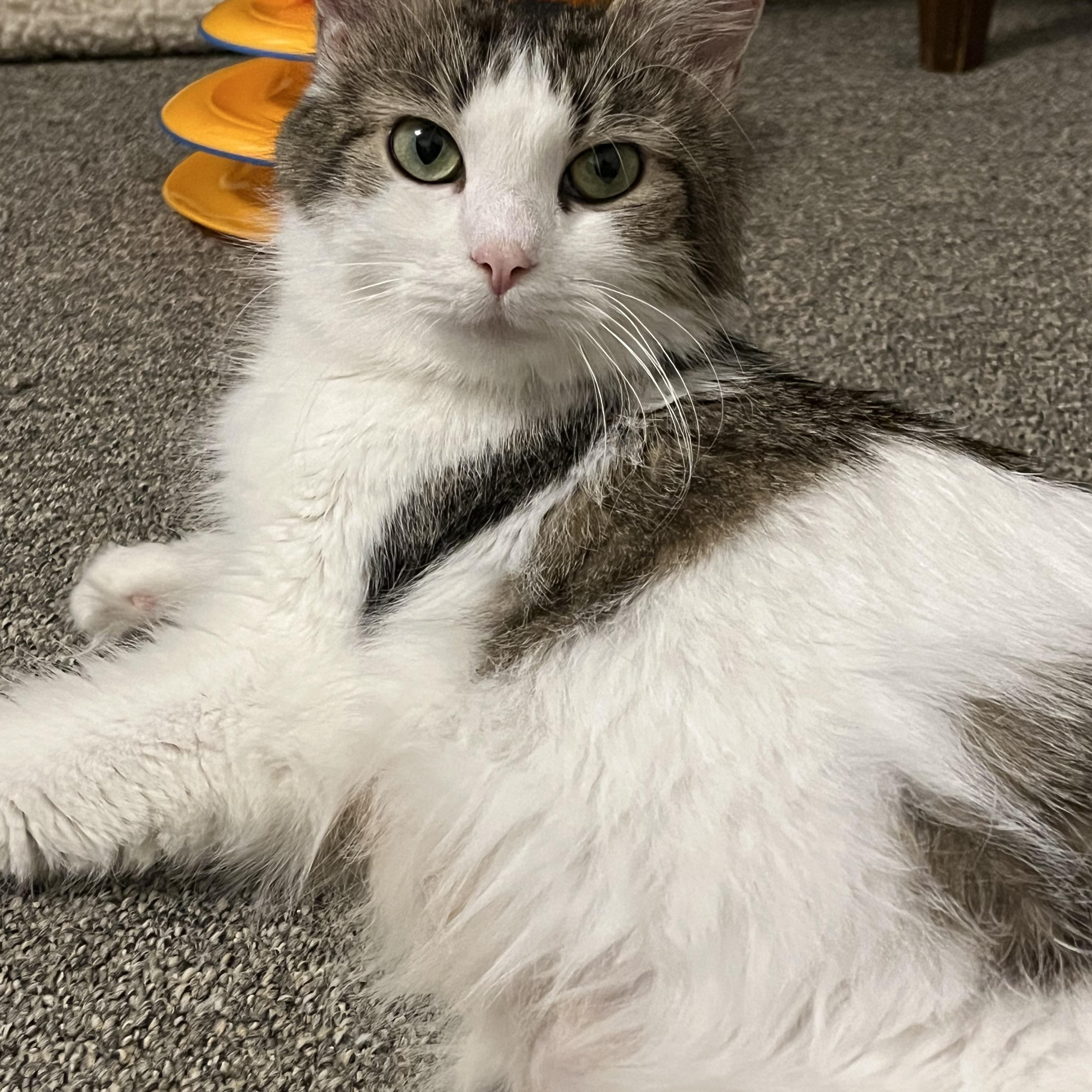 Enlarge Noelle, a ADOPTABLE mixed breed in Massillon, OH image 2/5