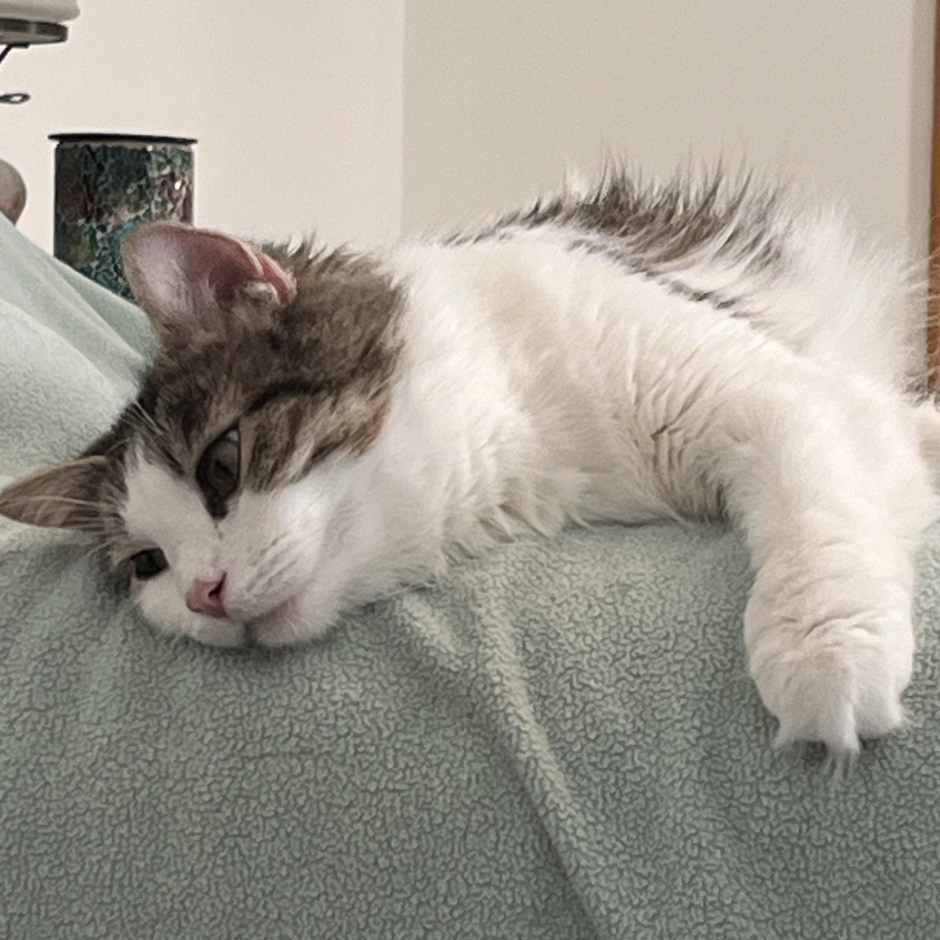 Enlarge Noelle, a ADOPTABLE mixed breed in Massillon, OH image 3/5