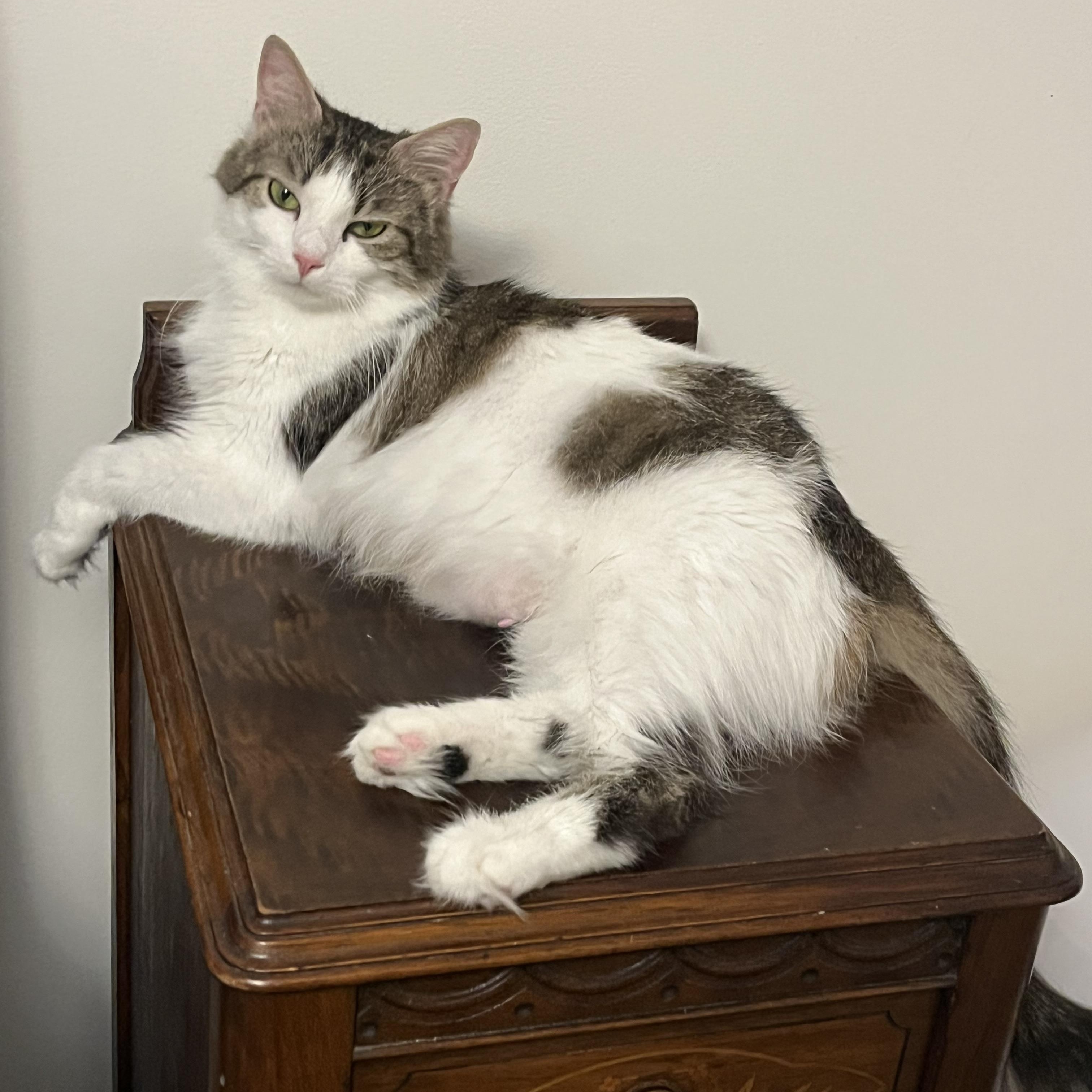 Enlarge Noelle, a ADOPTABLE mixed breed in Massillon, OH image 4/5