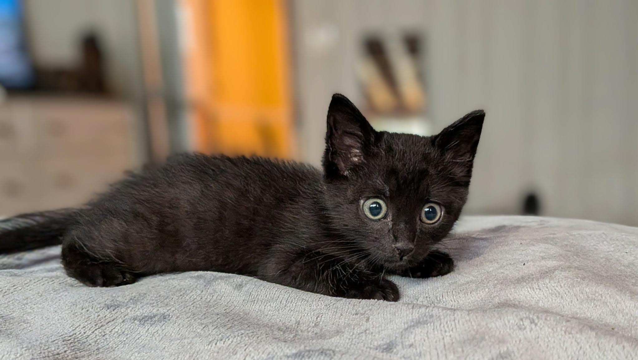 Enlarge Onyx, an adopted American Shorthair in McDonough, GA image 4/5