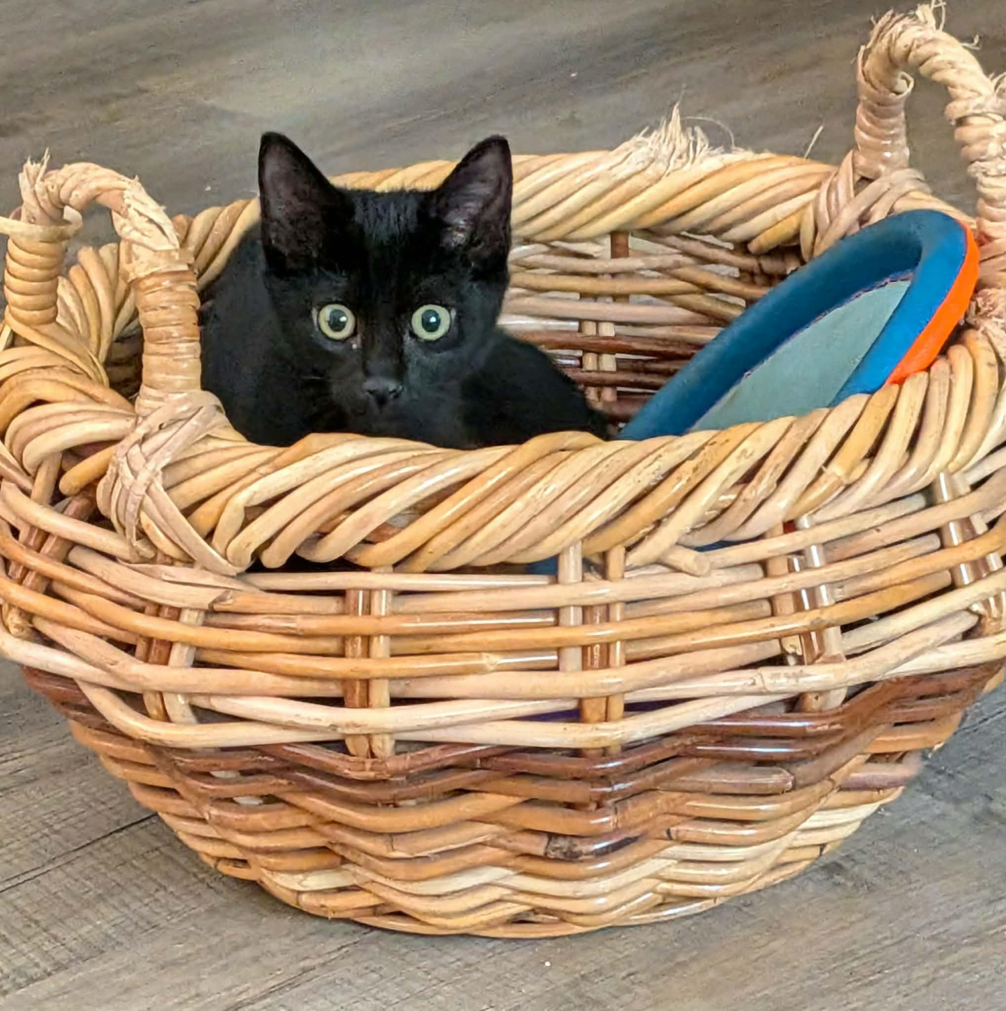Enlarge Onyx, an adopted American Shorthair in McDonough, GA image 1/5