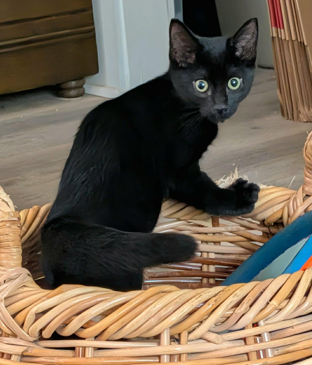 Enlarge Onyx, an adopted American Shorthair in McDonough, GA image 2/5