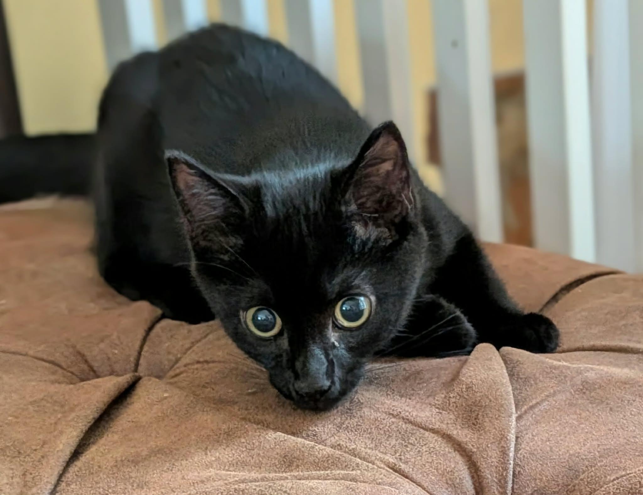 Enlarge Onyx, an adopted American Shorthair in McDonough, GA image 5/5