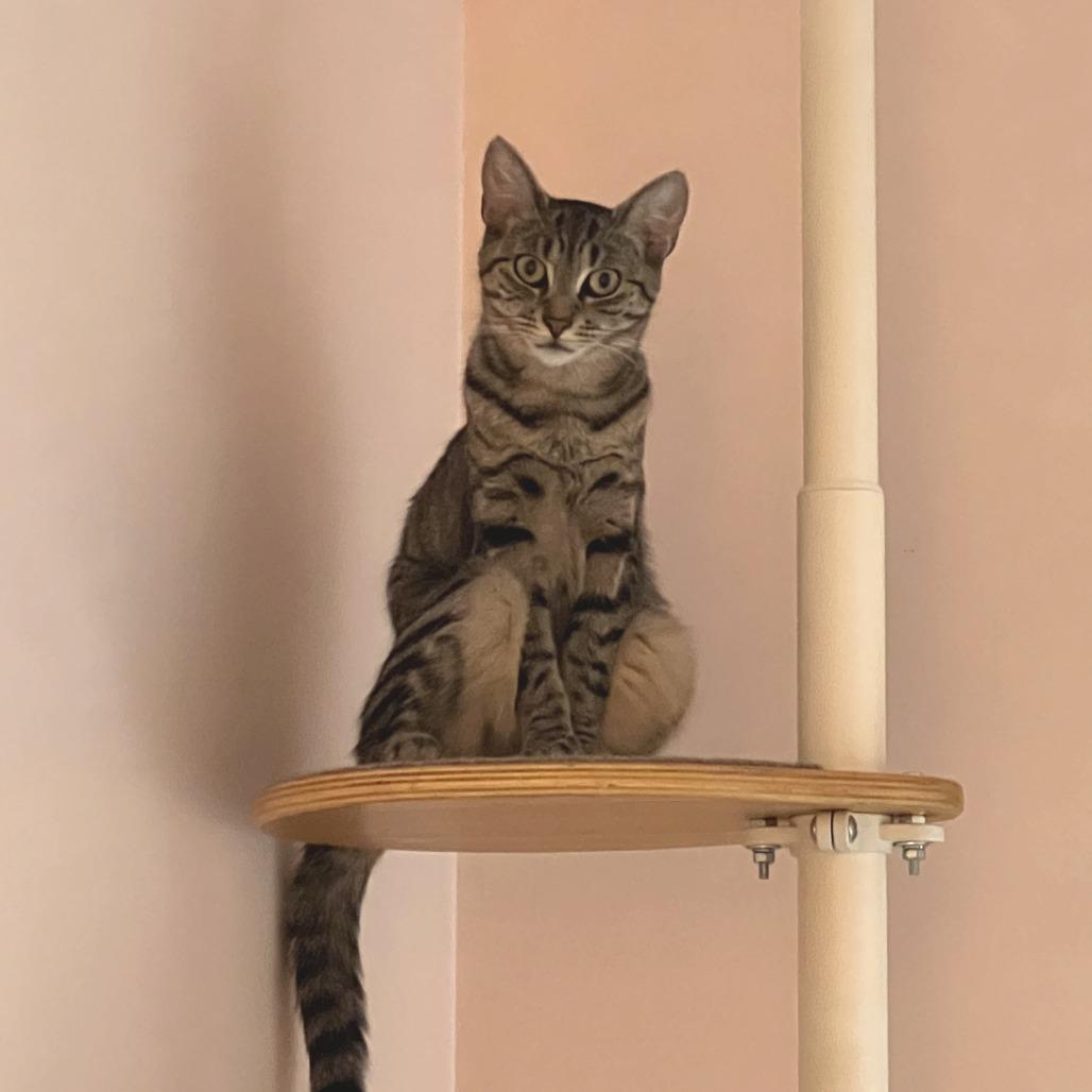 Avery, a Adoptable Domestic Short Hair in Middle Village, NY image 1/6