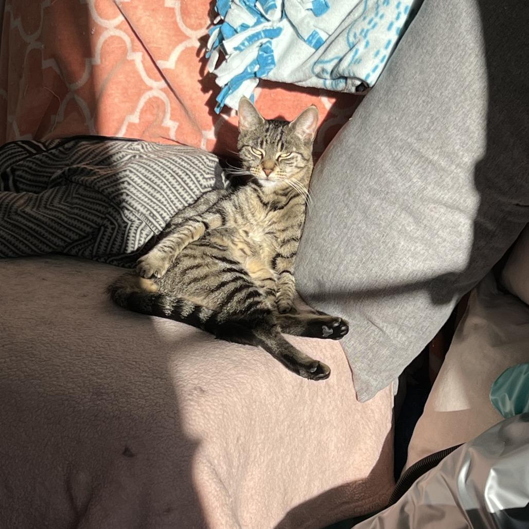 Avery, a Adoptable Domestic Short Hair in Middle Village, NY image 2/6