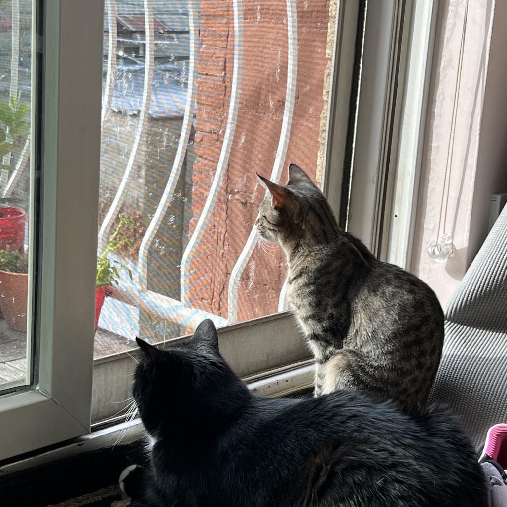 Avery, a Adoptable Domestic Short Hair in Middle Village, NY image 3/6