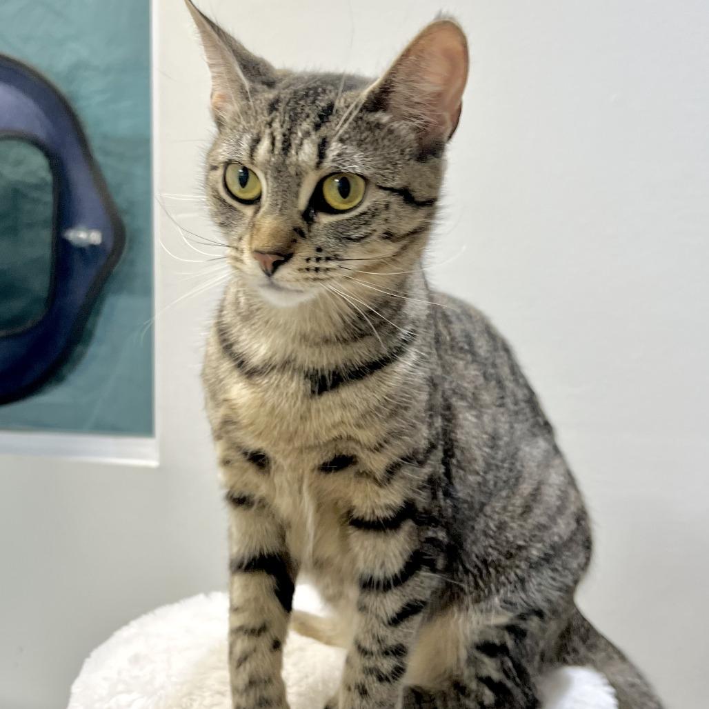 Avery, a Adoptable Domestic Short Hair in Middle Village, NY image 4/6
