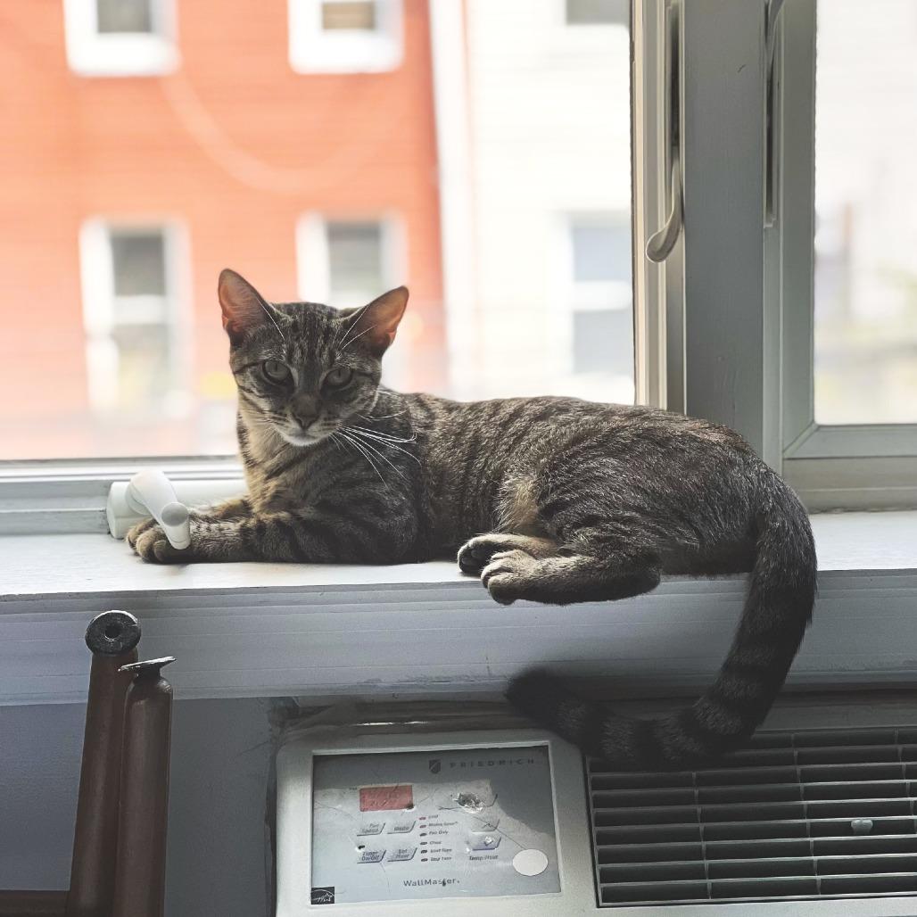 Avery, a Adoptable Domestic Short Hair in Middle Village, NY image 5/6