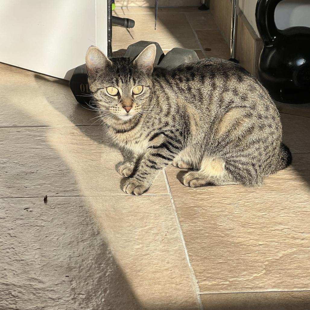 Avery, a Adoptable Domestic Short Hair in Middle Village, NY image 6/6