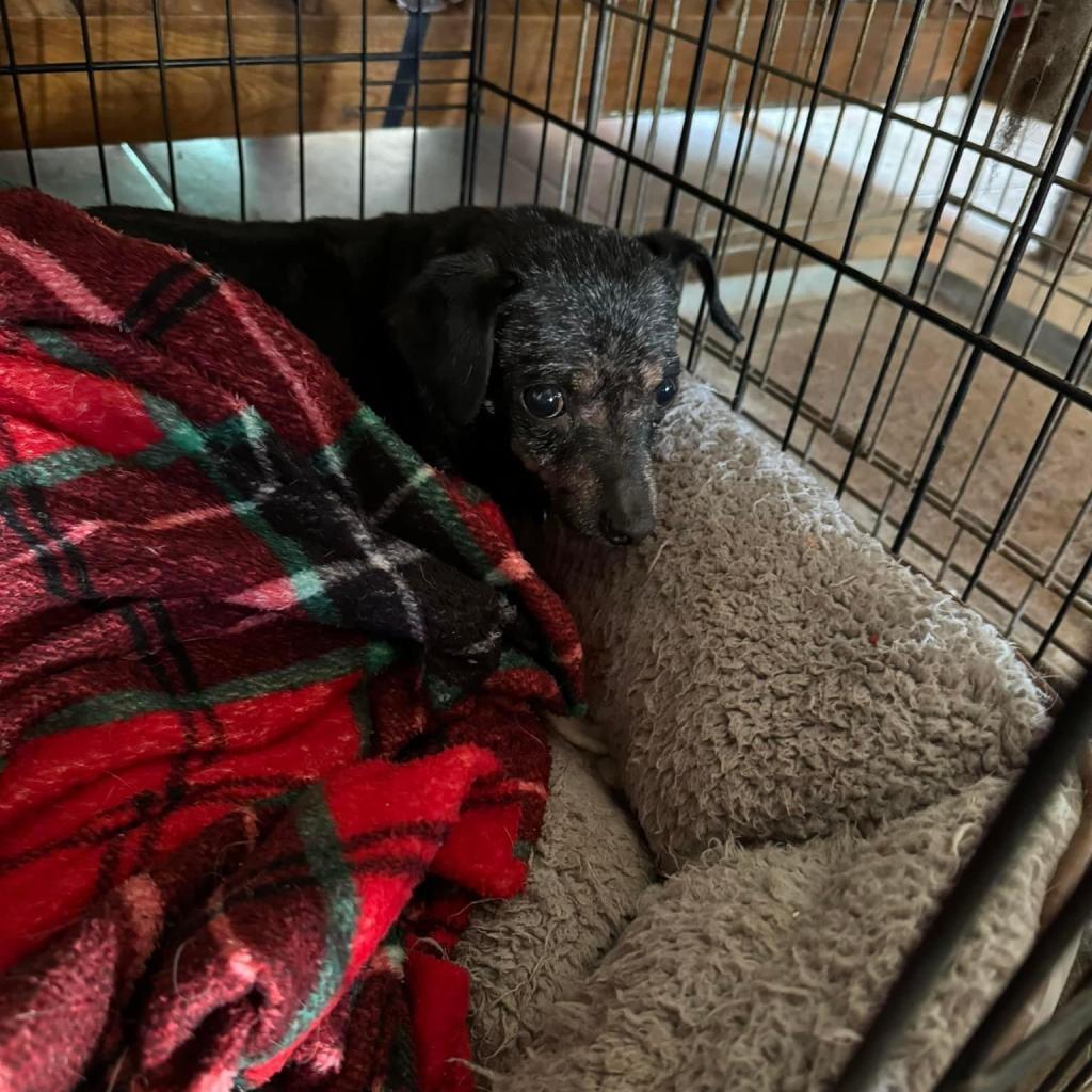 Skye, Adoptable, Senior Female Chihuahua.