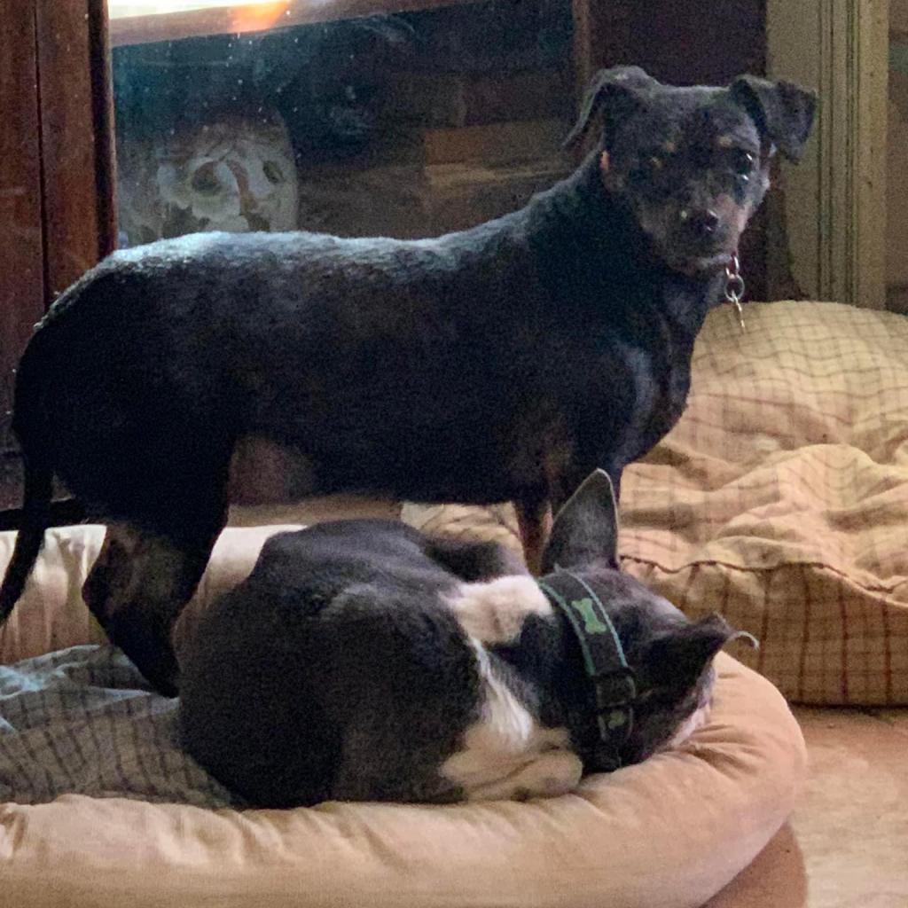 Enlarge Skye, a Adoptable Chihuahua in Allen, TX image 4/5