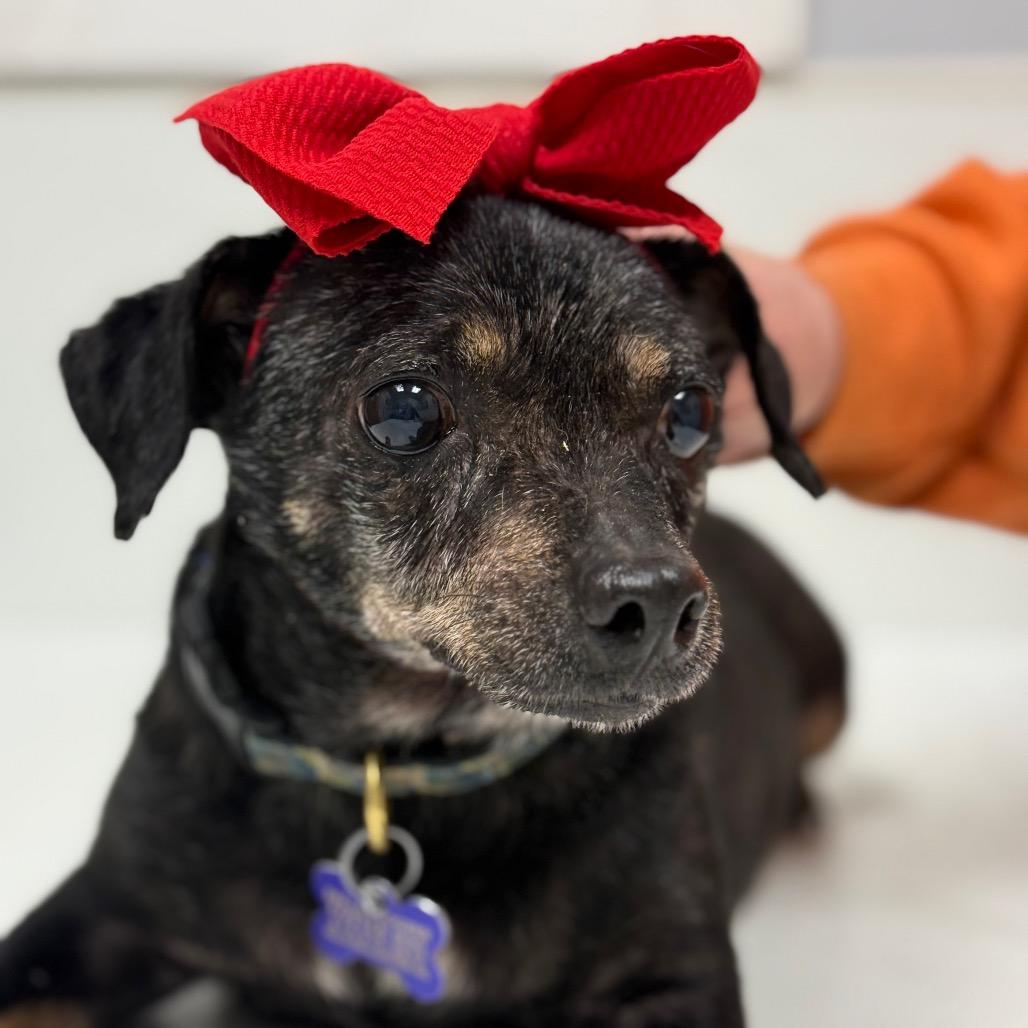 Enlarge Skye, a Adoptable Chihuahua in Allen, TX image 6/6