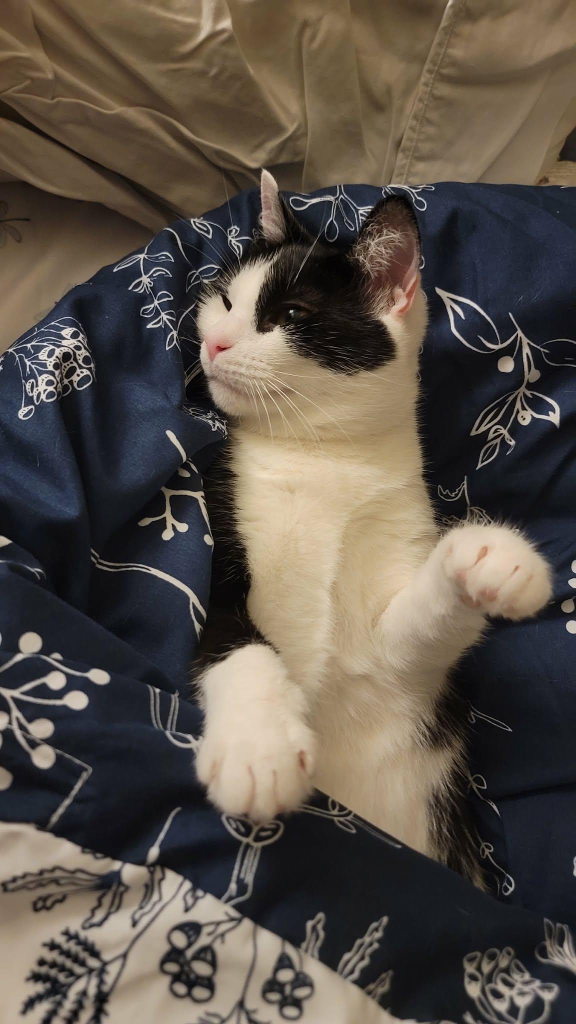 Minnie, a Adoptable mixed breed in Plantsville, CT image 3/6