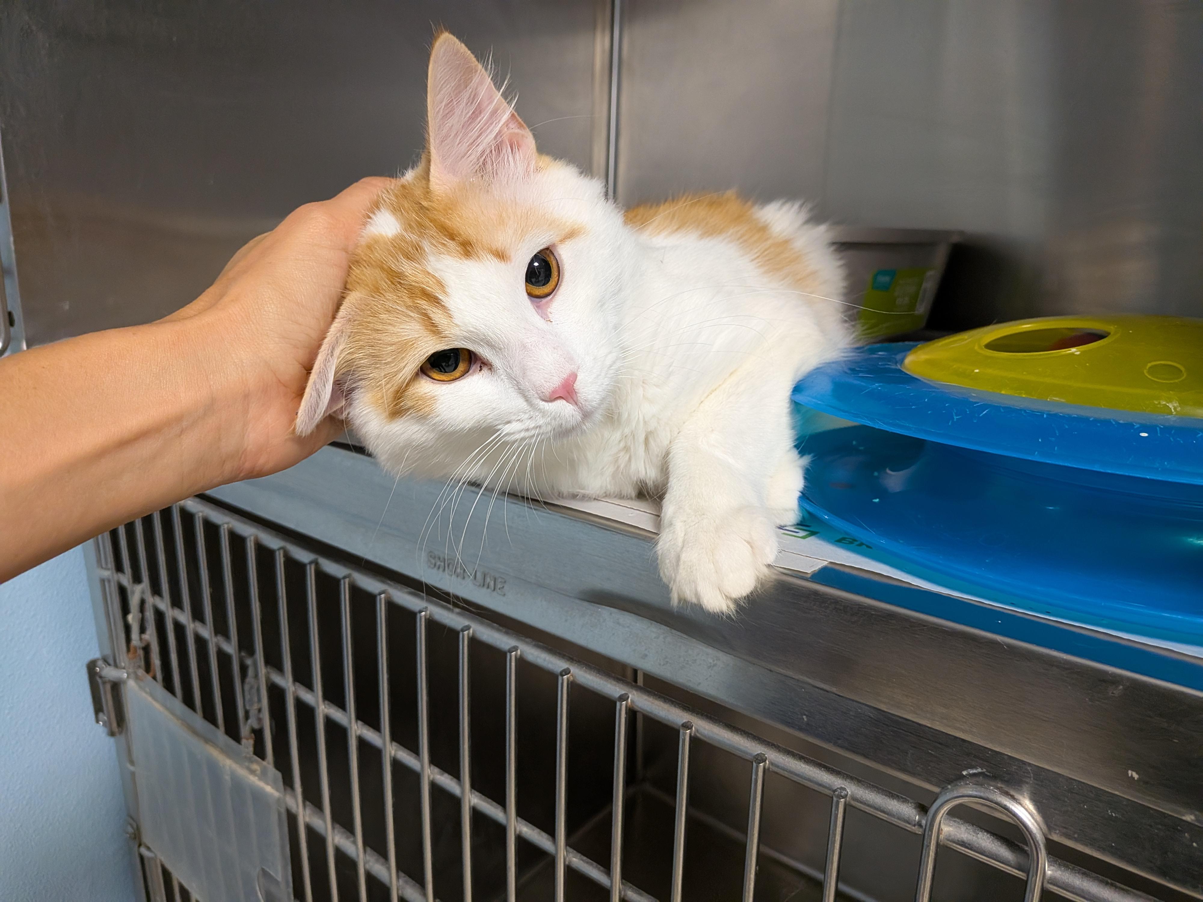 Enlarge Ennis, a ADOPTABLE Domestic Long Hair in Heathsville, VA image 1/1