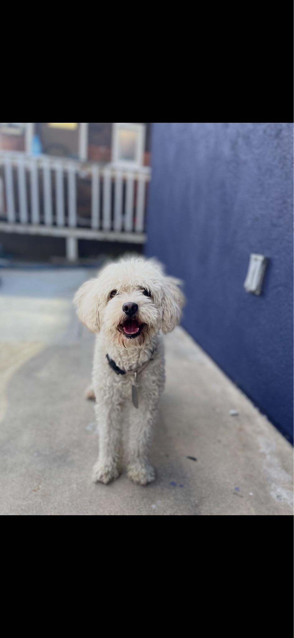 Priscilla , ADOPTABLE, Adult Female Miniature Poodle.