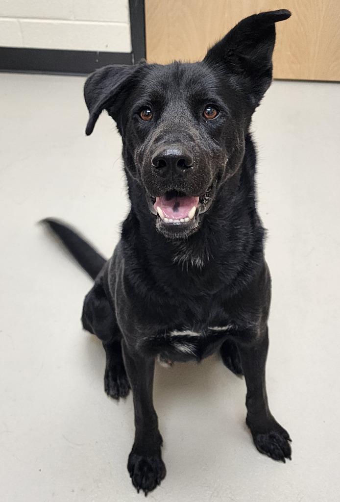 Houdini / AC 26390, Adoptable, Young Male Flat-Coated Retriever & Shepherd.