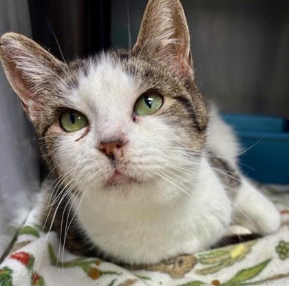 Cicada *Special Needs*, Adoptable, Adult Female Domestic Short Hair & Domestic Short Hair.
