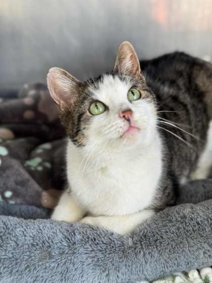 Cicada *Special Needs*, Adoptable, Adult Female Domestic Short Hair & Domestic Short Hair.