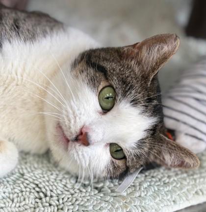 Cicada *Special Needs*, Adoptable, Adult Female Domestic Short Hair & Domestic Short Hair.