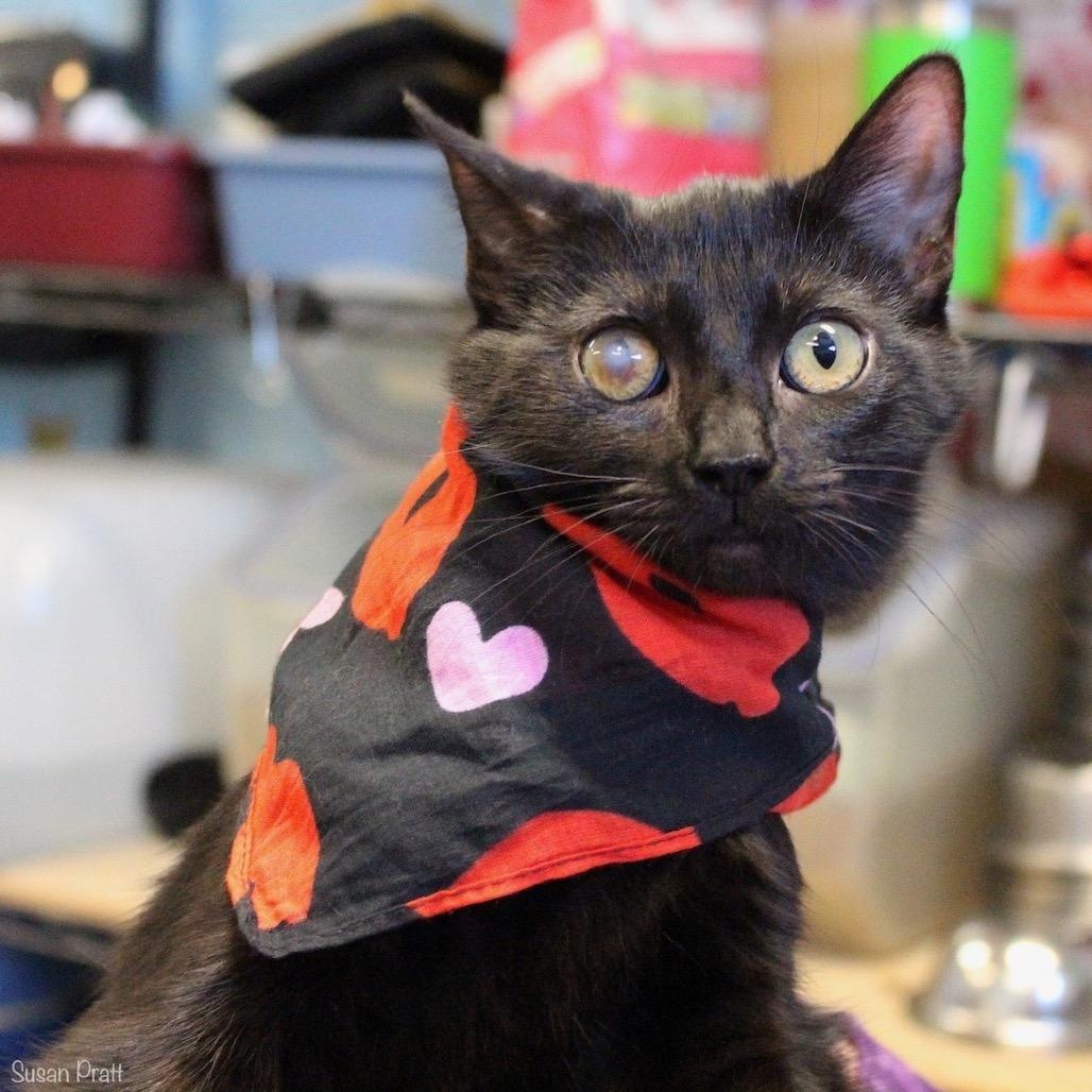 Enlarge Margie 2.0, an adoptable Domestic Short Hair in Richmond, VA image 1/1