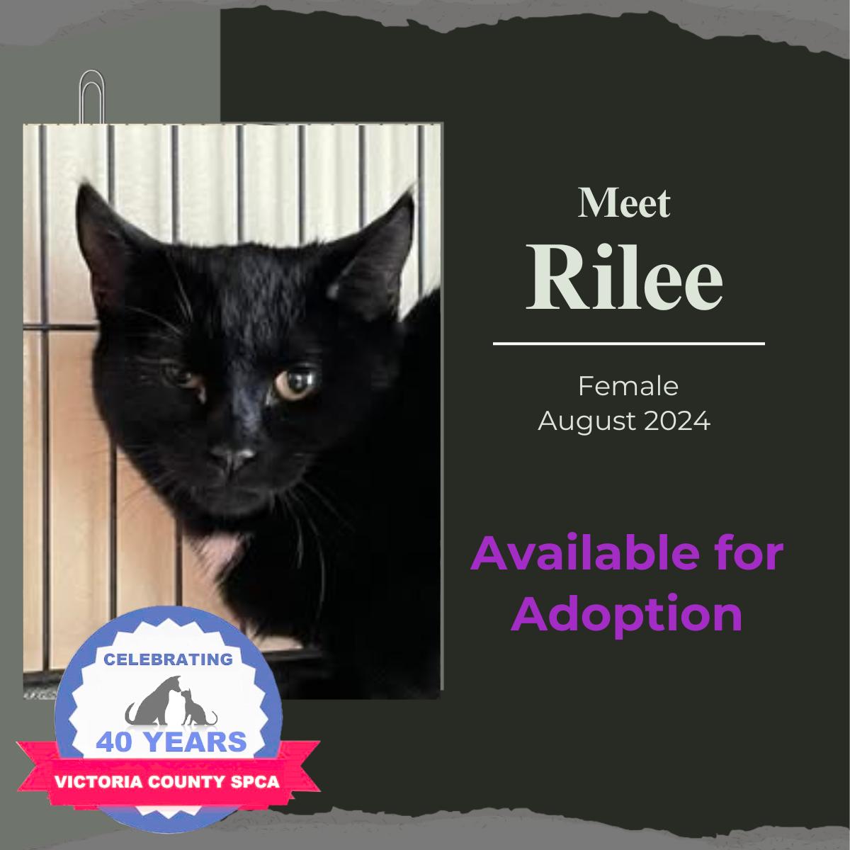 Rilee, Adoptable, Adult Female Domestic Short Hair.