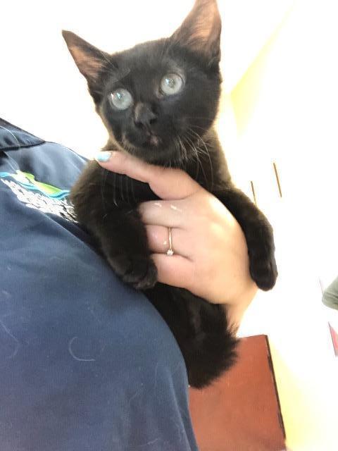 Mister, Adoptable, Adult Male Domestic Medium Hair.