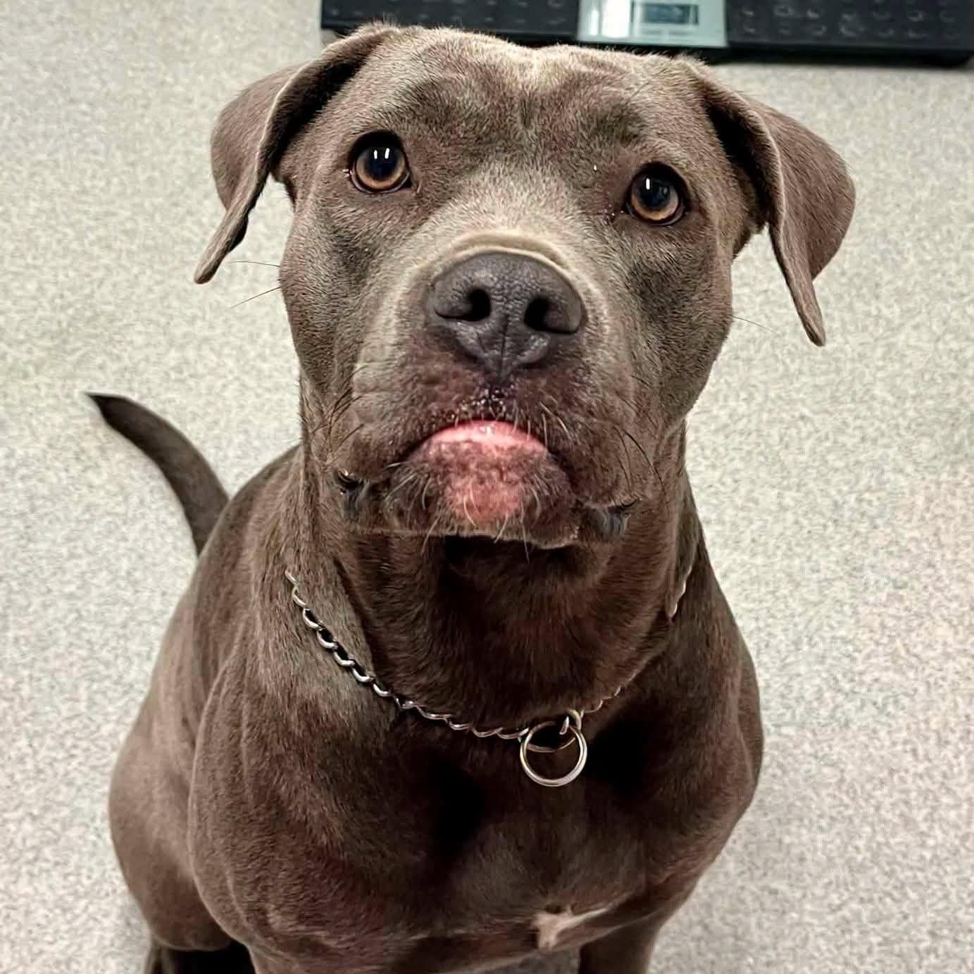 Lola, ADOPTABLE, Adult Female Mixed Breed.