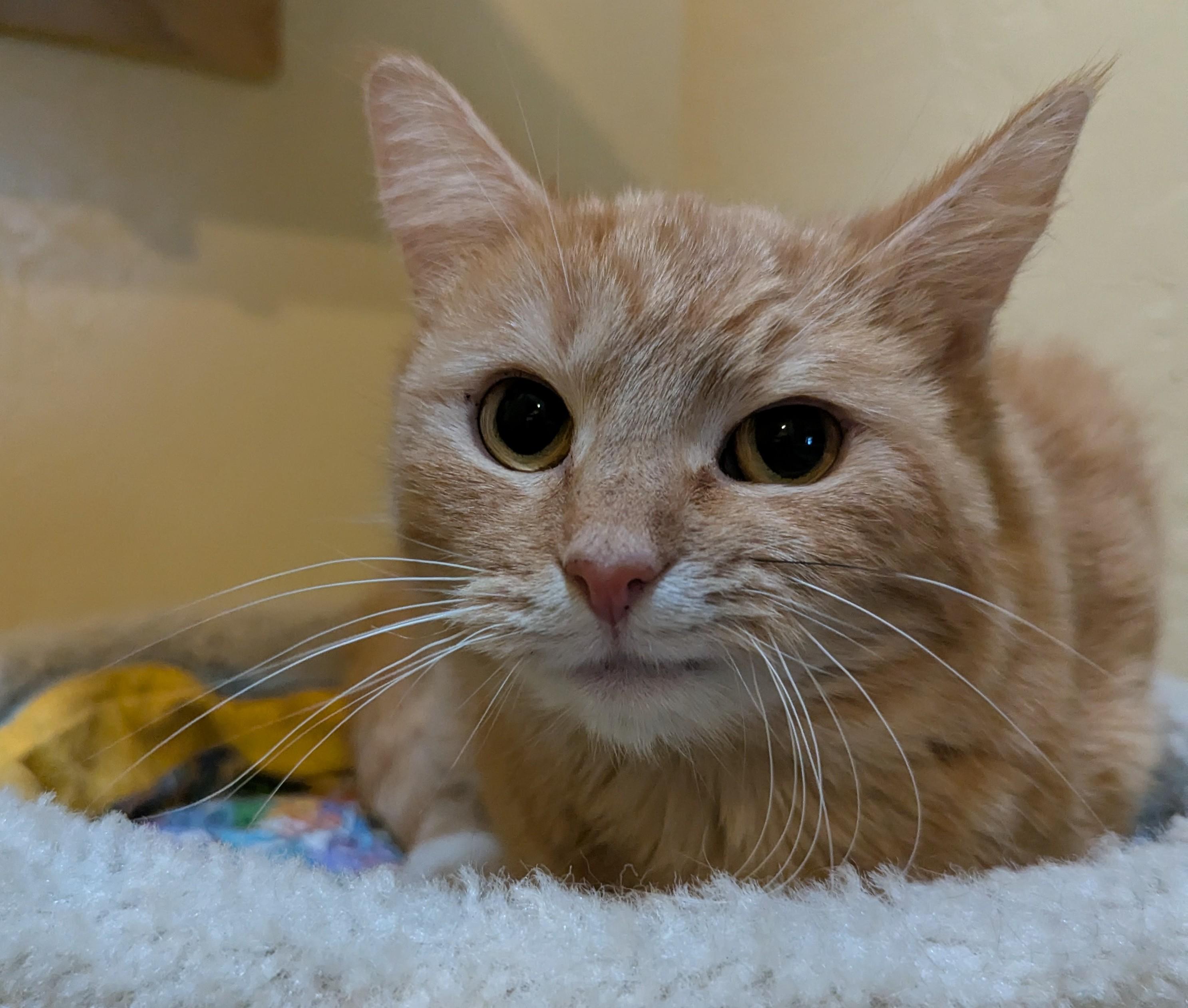 CHER, ADOPTABLE, Adult Female Domestic Short Hair.
