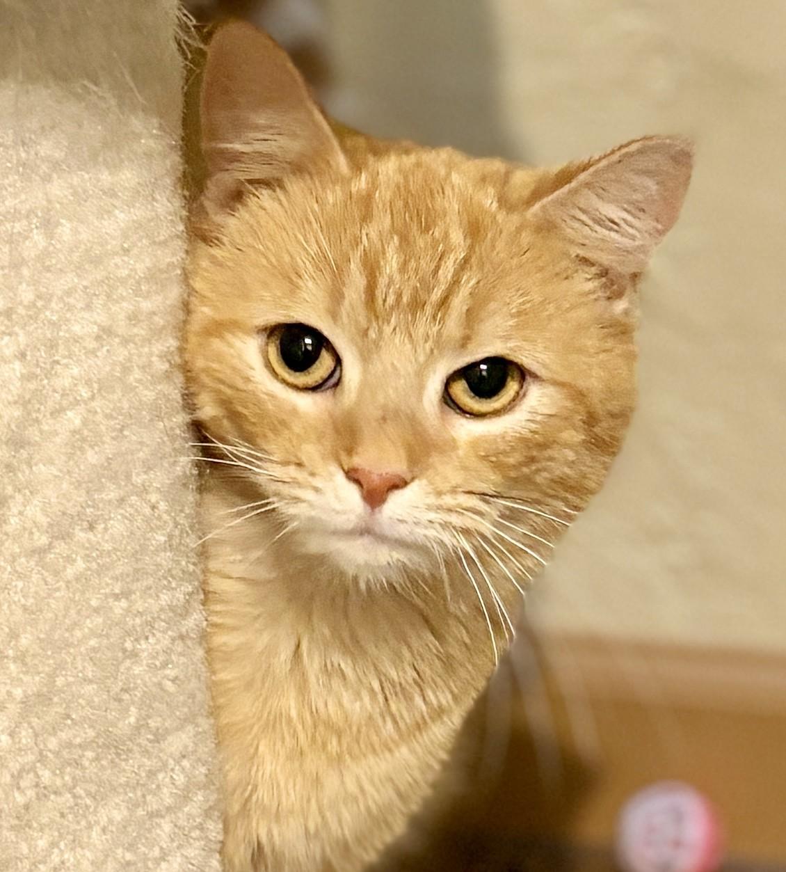 Enlarge CHER, a ADOPTABLE Domestic Short Hair in Prescott, AZ image 3/6