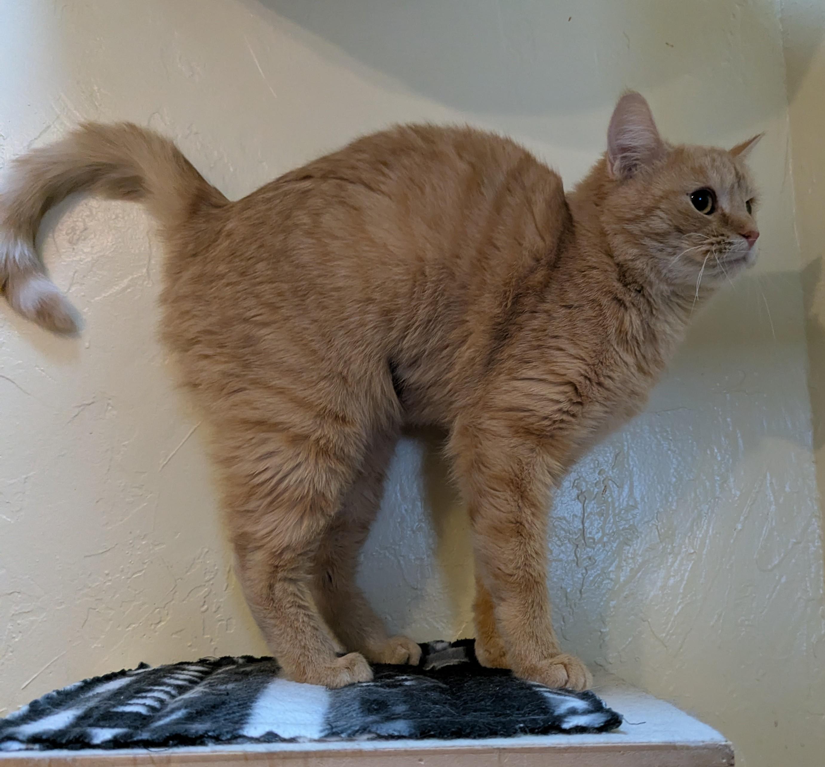 Enlarge CHER, a ADOPTABLE Domestic Short Hair in Prescott, AZ image 4/6