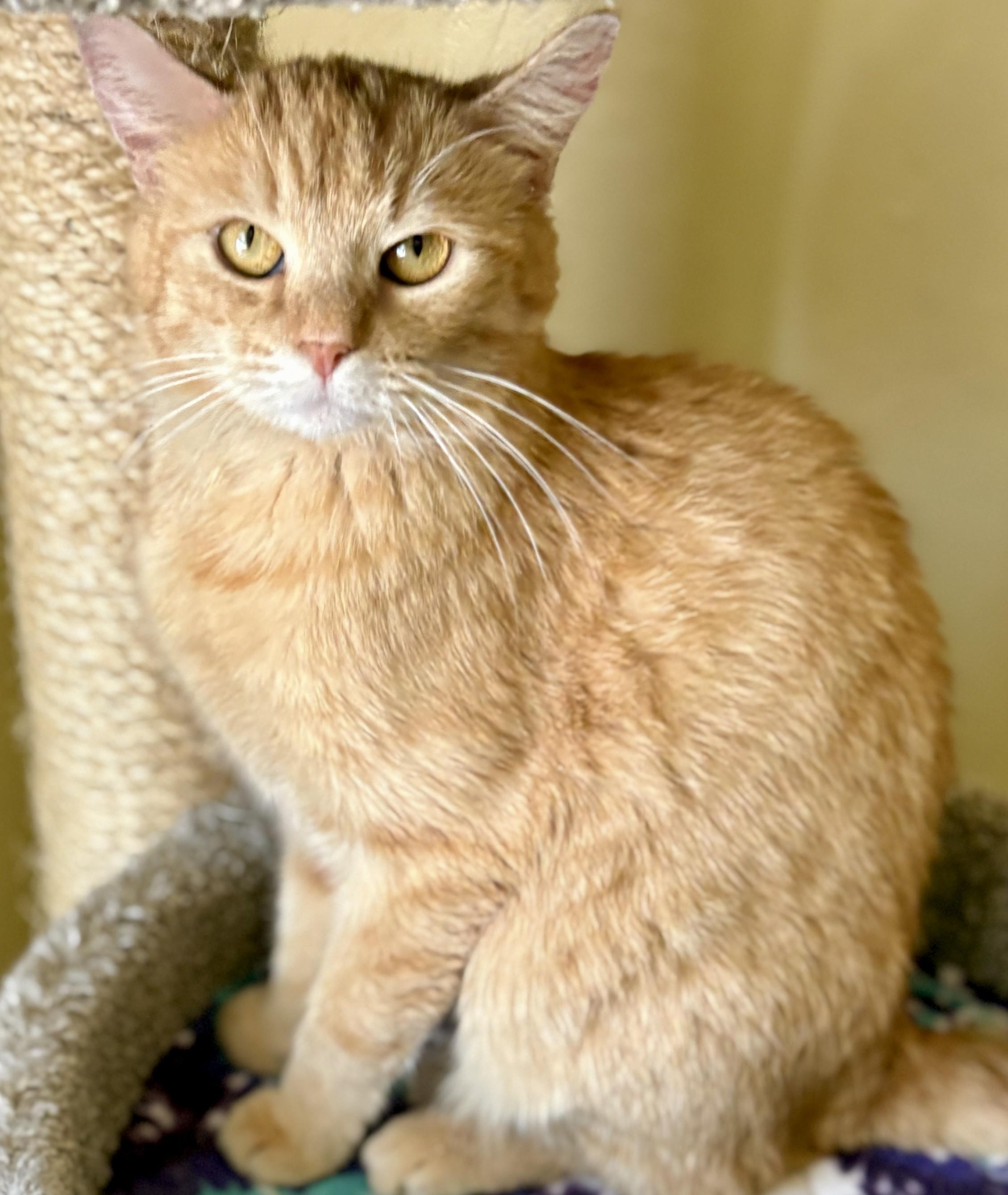 Enlarge CHER, a ADOPTABLE Domestic Short Hair in Prescott, AZ image 2/6