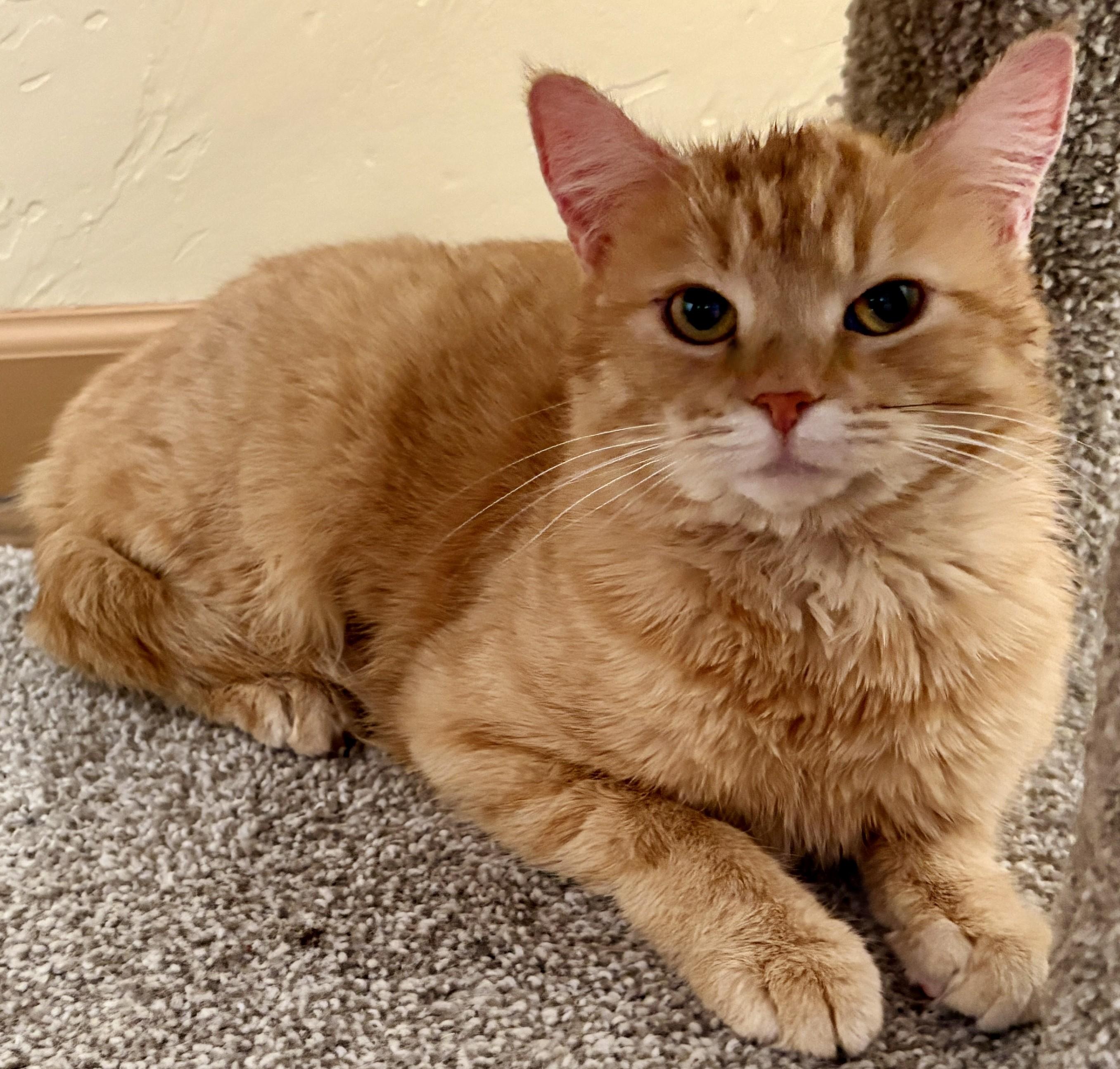 Enlarge CHER, a ADOPTABLE Domestic Short Hair in Prescott, AZ image 5/6