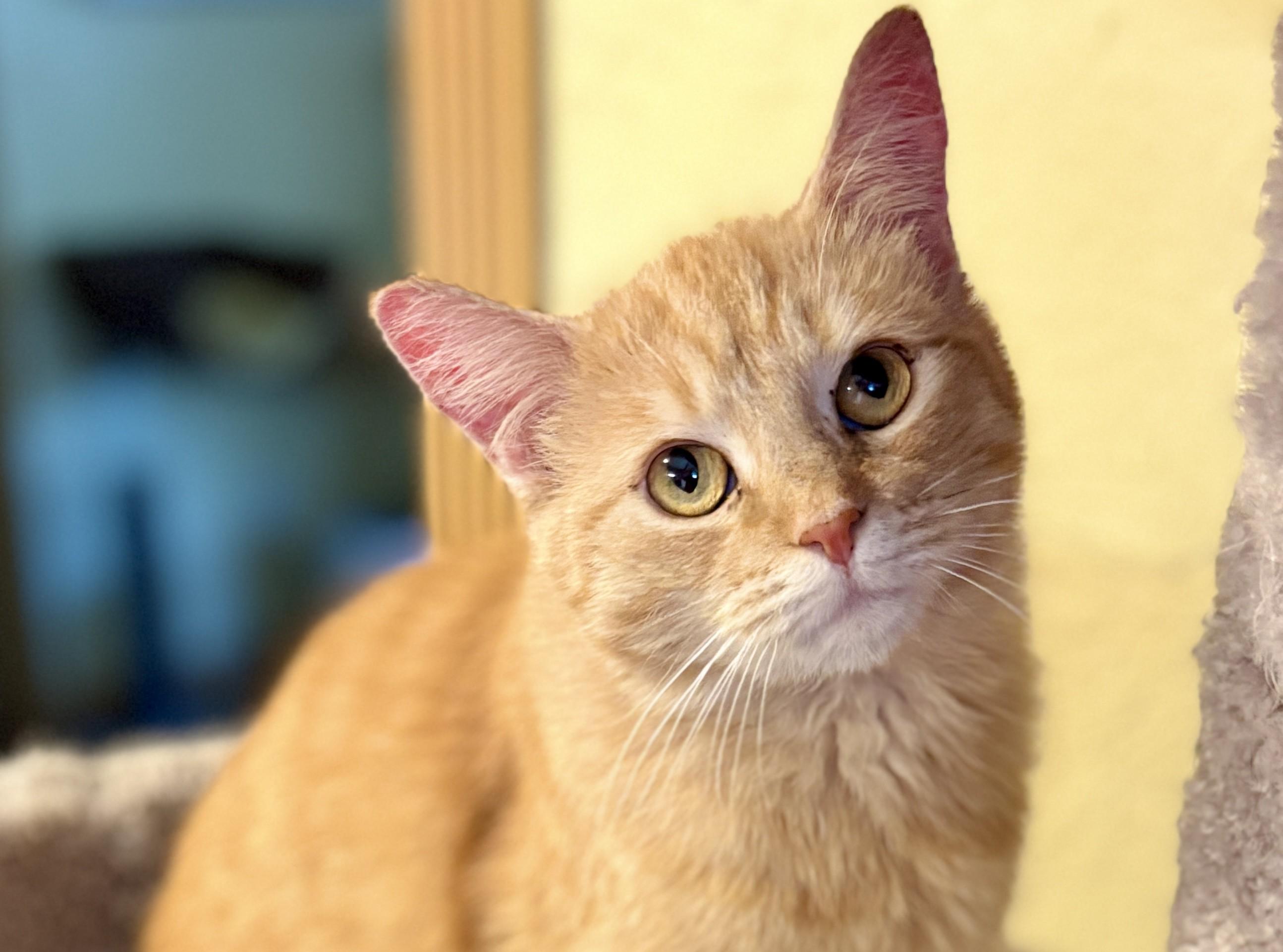 Enlarge CHER, a ADOPTABLE Domestic Short Hair in Prescott, AZ image 1/6