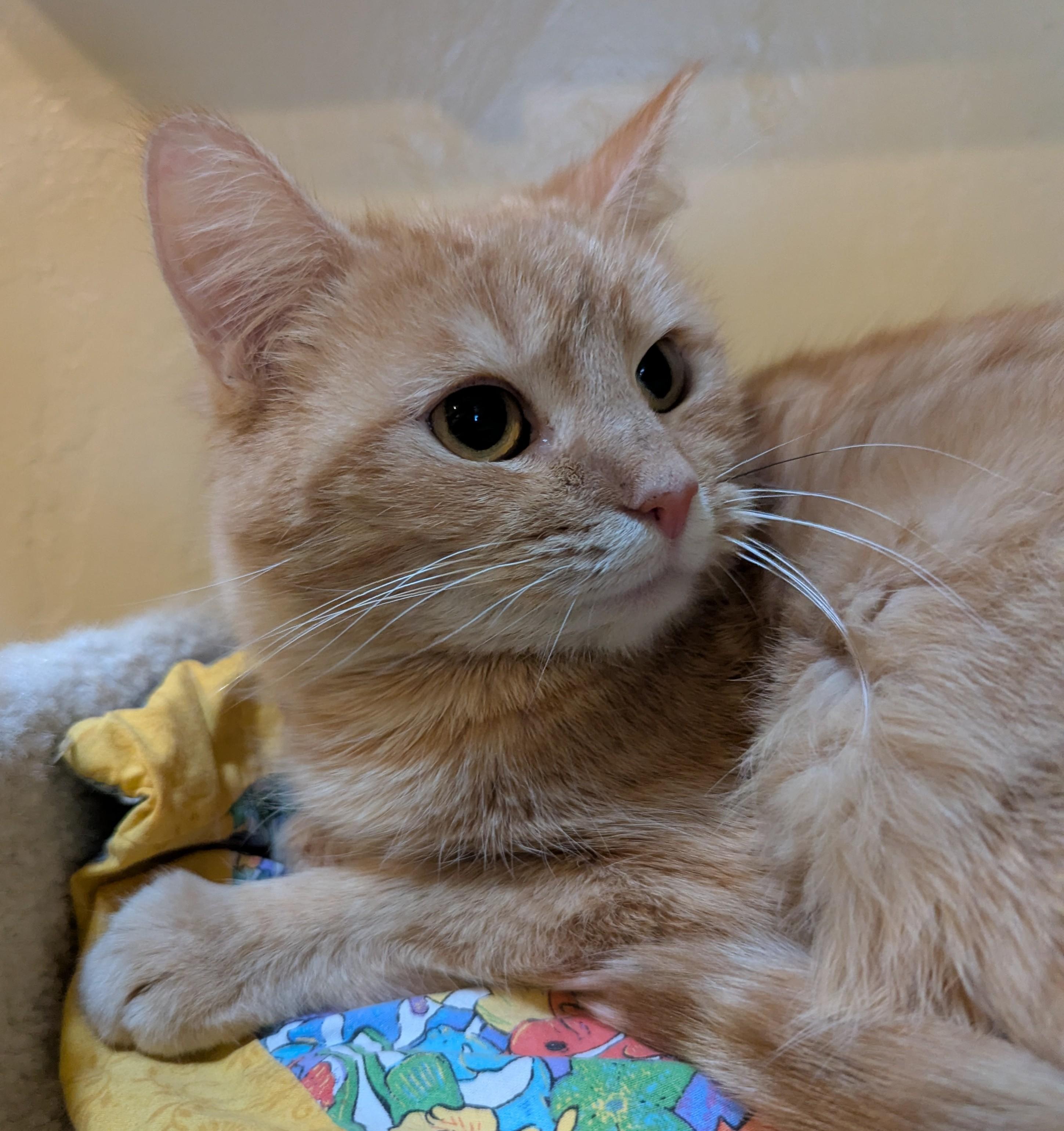 Enlarge CHER, a ADOPTABLE Domestic Short Hair in Prescott, AZ image 3/6