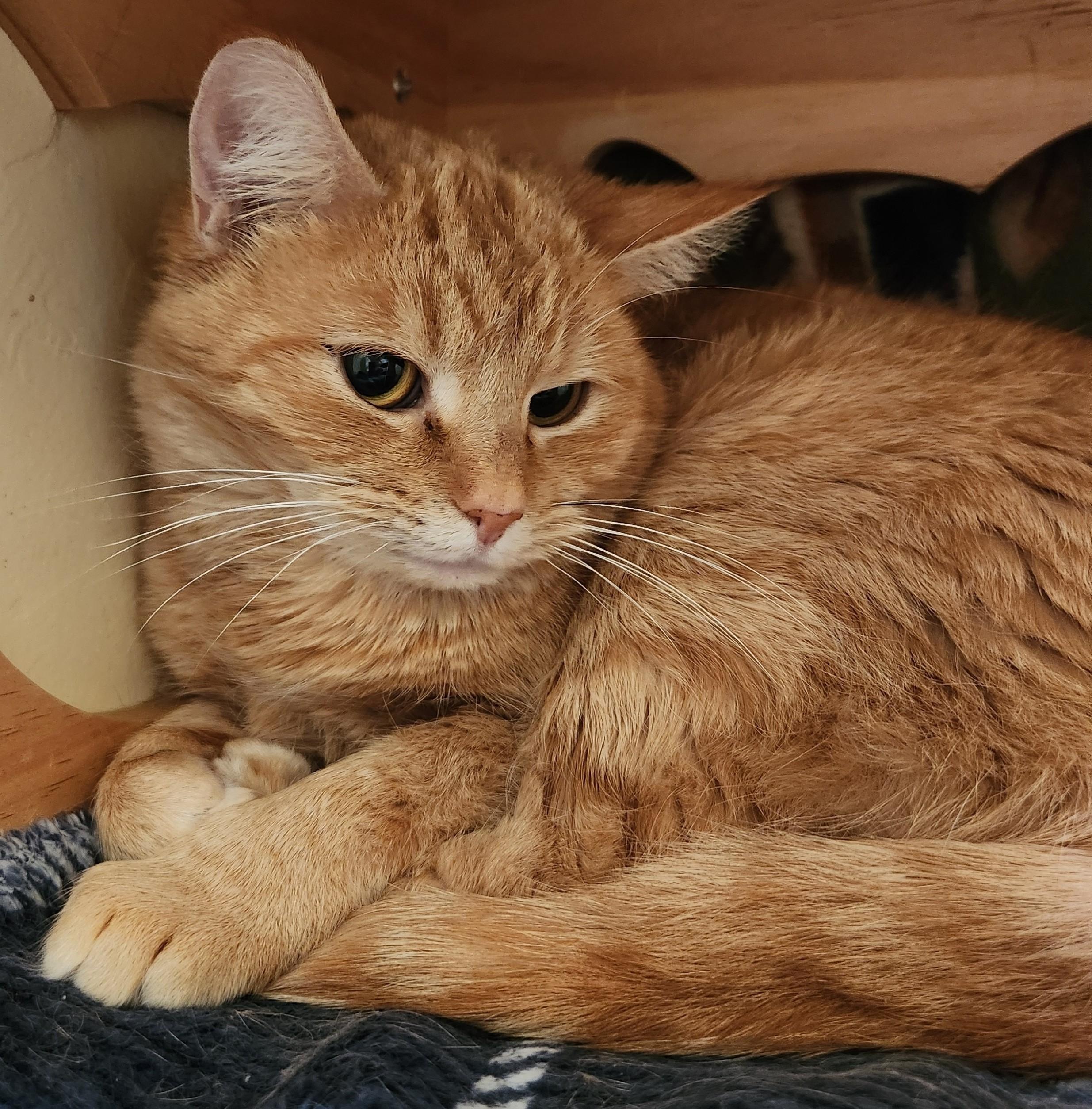 Enlarge CHER, a ADOPTABLE Domestic Short Hair in Prescott, AZ image 6/6