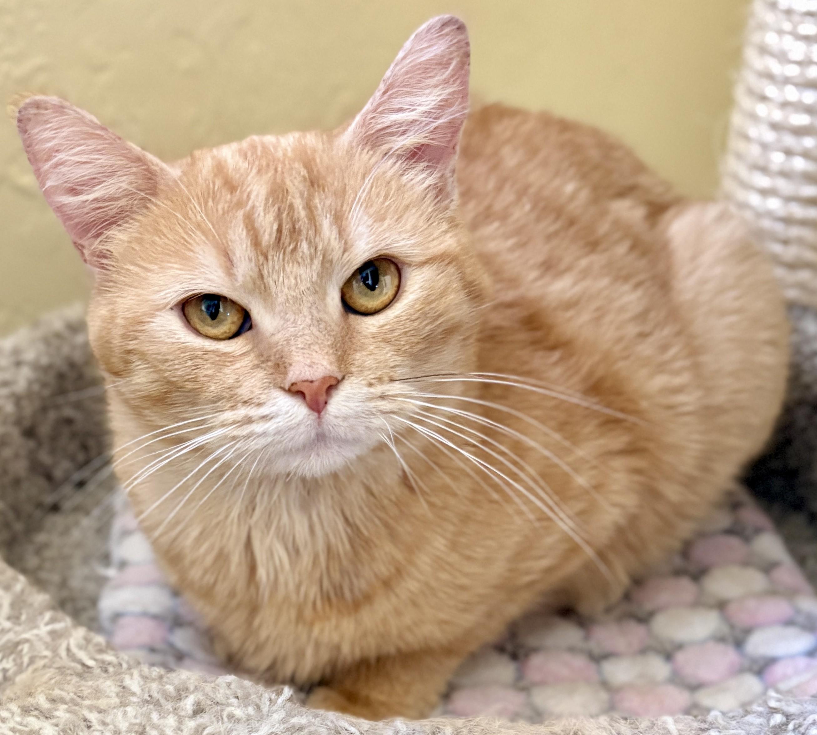 Enlarge CHER, a ADOPTABLE Domestic Short Hair in Prescott, AZ image 4/6