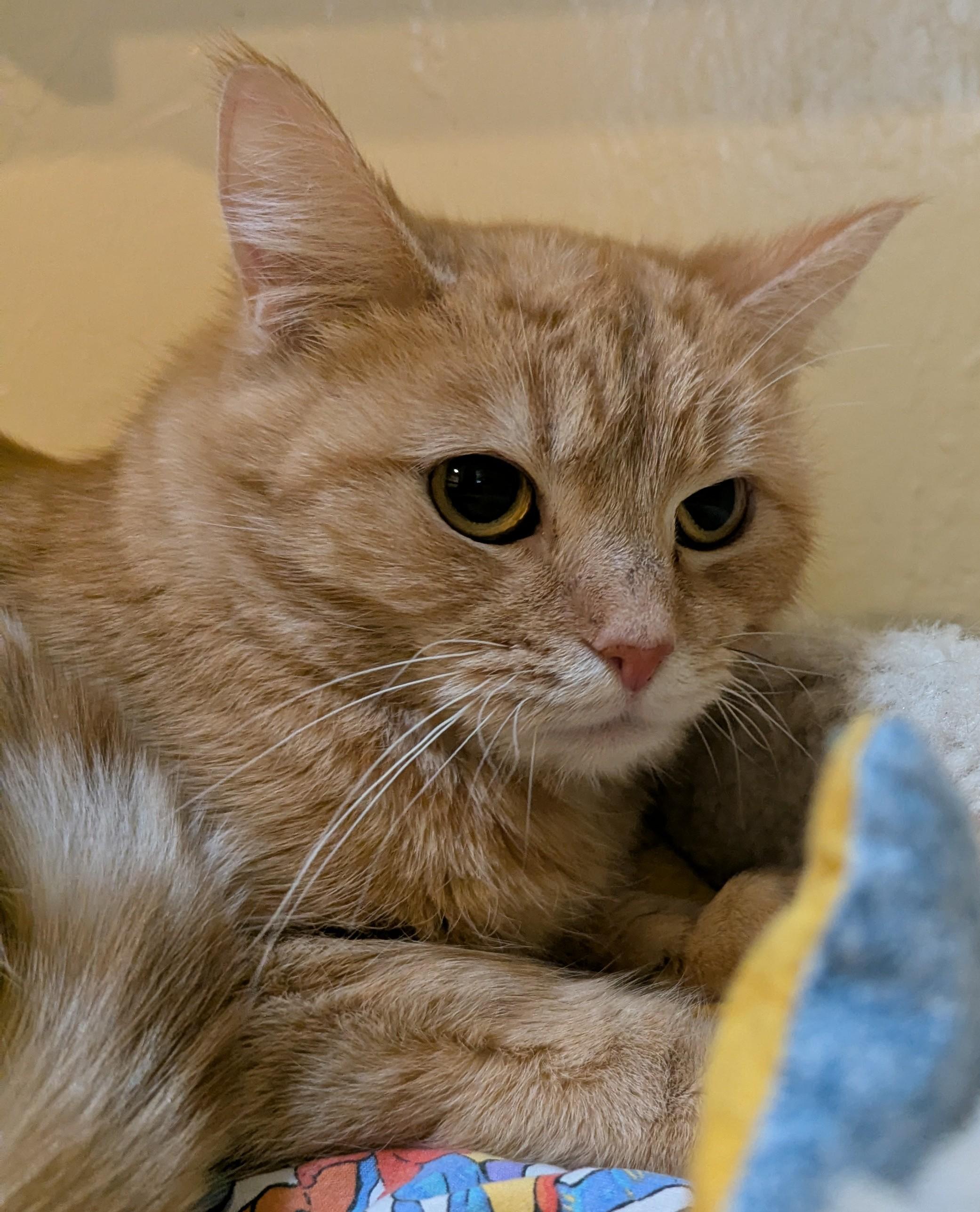 Enlarge CHER, a ADOPTABLE Domestic Short Hair in Prescott, AZ image 5/6